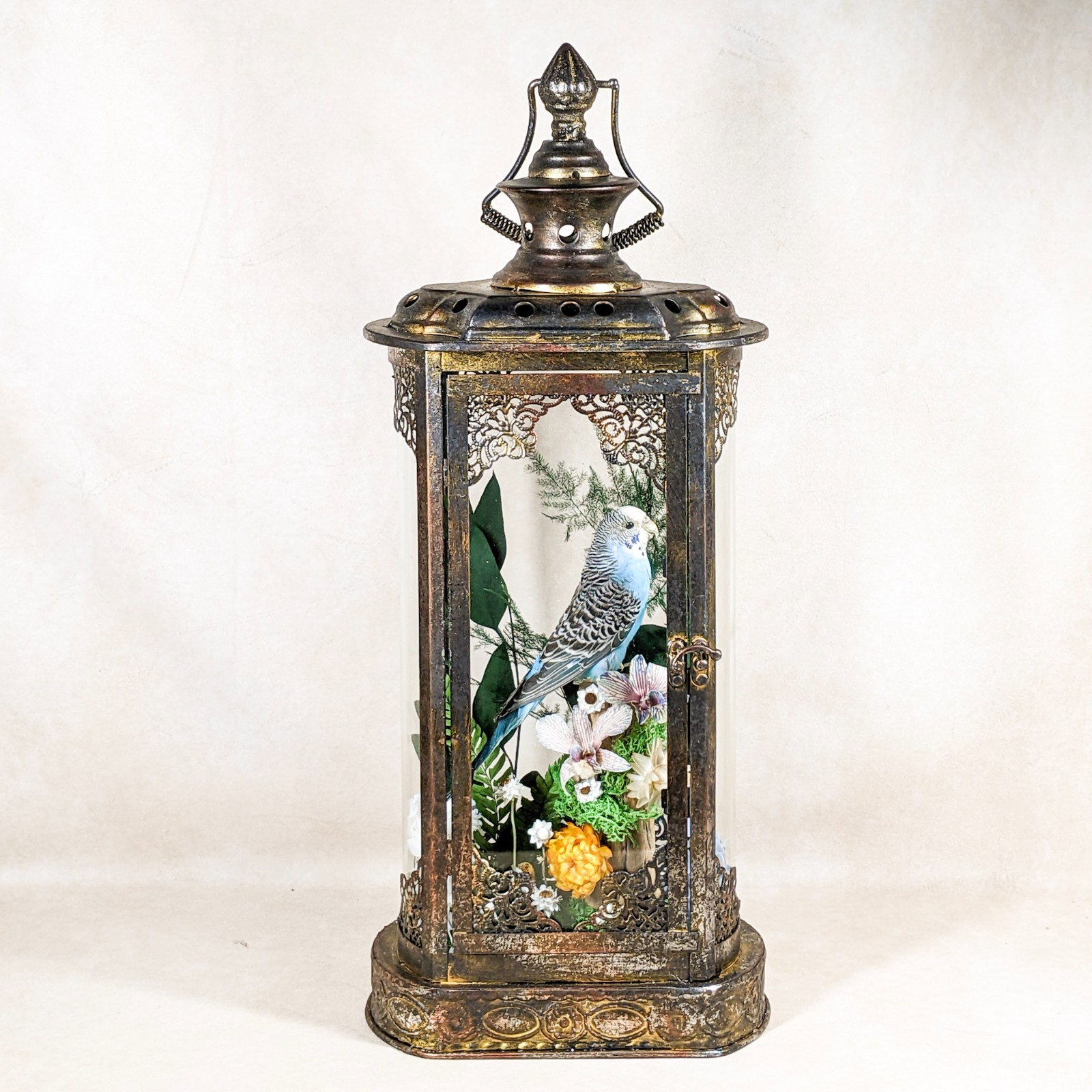 Parakeet Taxidermy Oddities Curiosities Antique Style Display Collectible