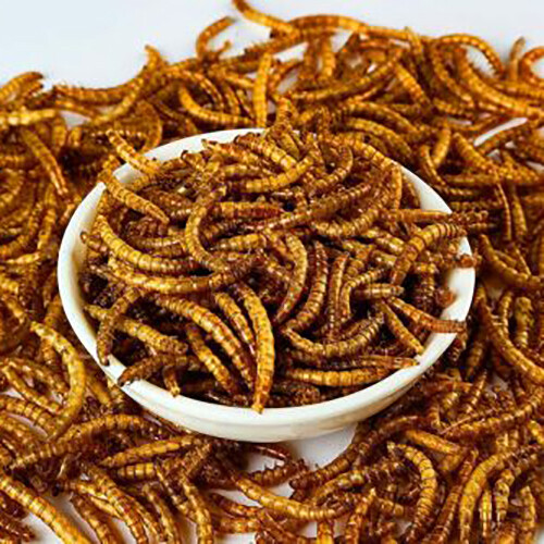 LOT Bulk Dried Mealworms Non-GMO for Wild Birds Food Blue Bird Chicken Hen Treat