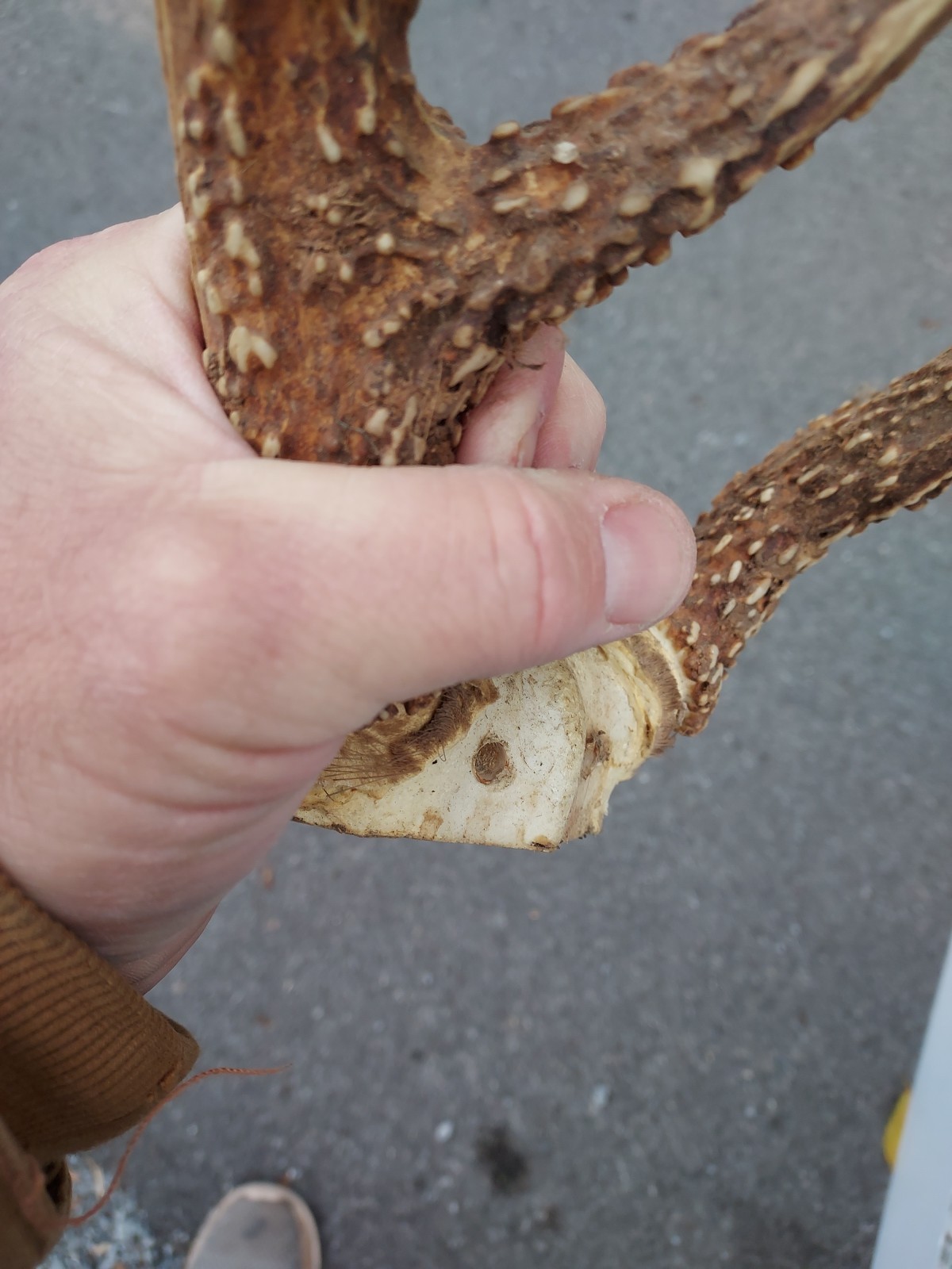 Vintage Unique 12 Point White Tail Deer Antlers