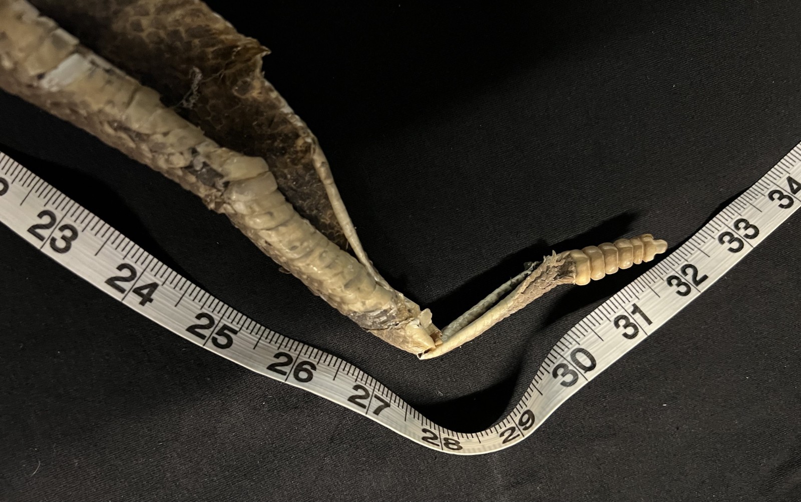 Rattle Snake Rattles & Dried Skin