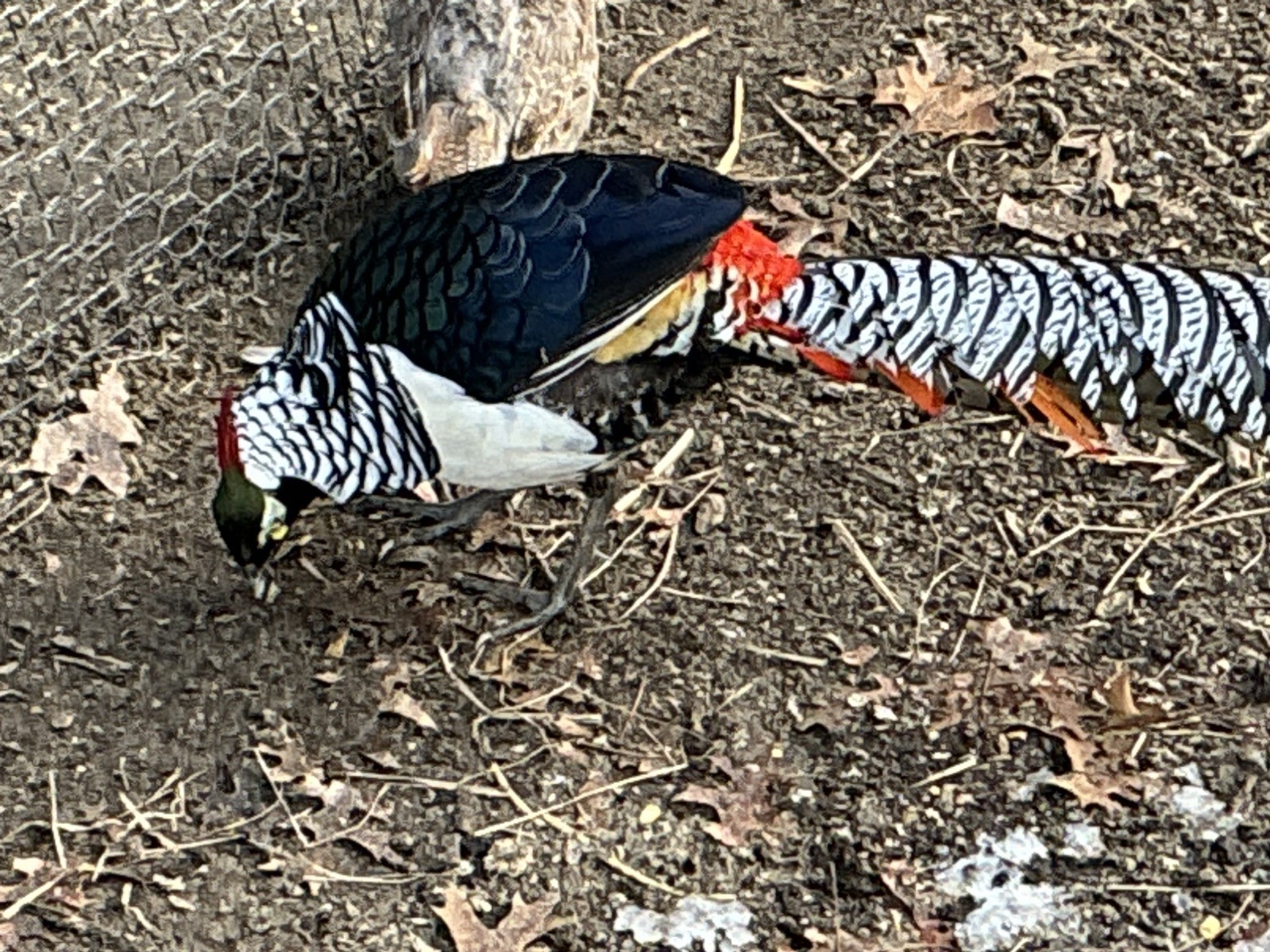 PRE-SALE Lady Amherst Pheasant Hatching Eggs 6+2