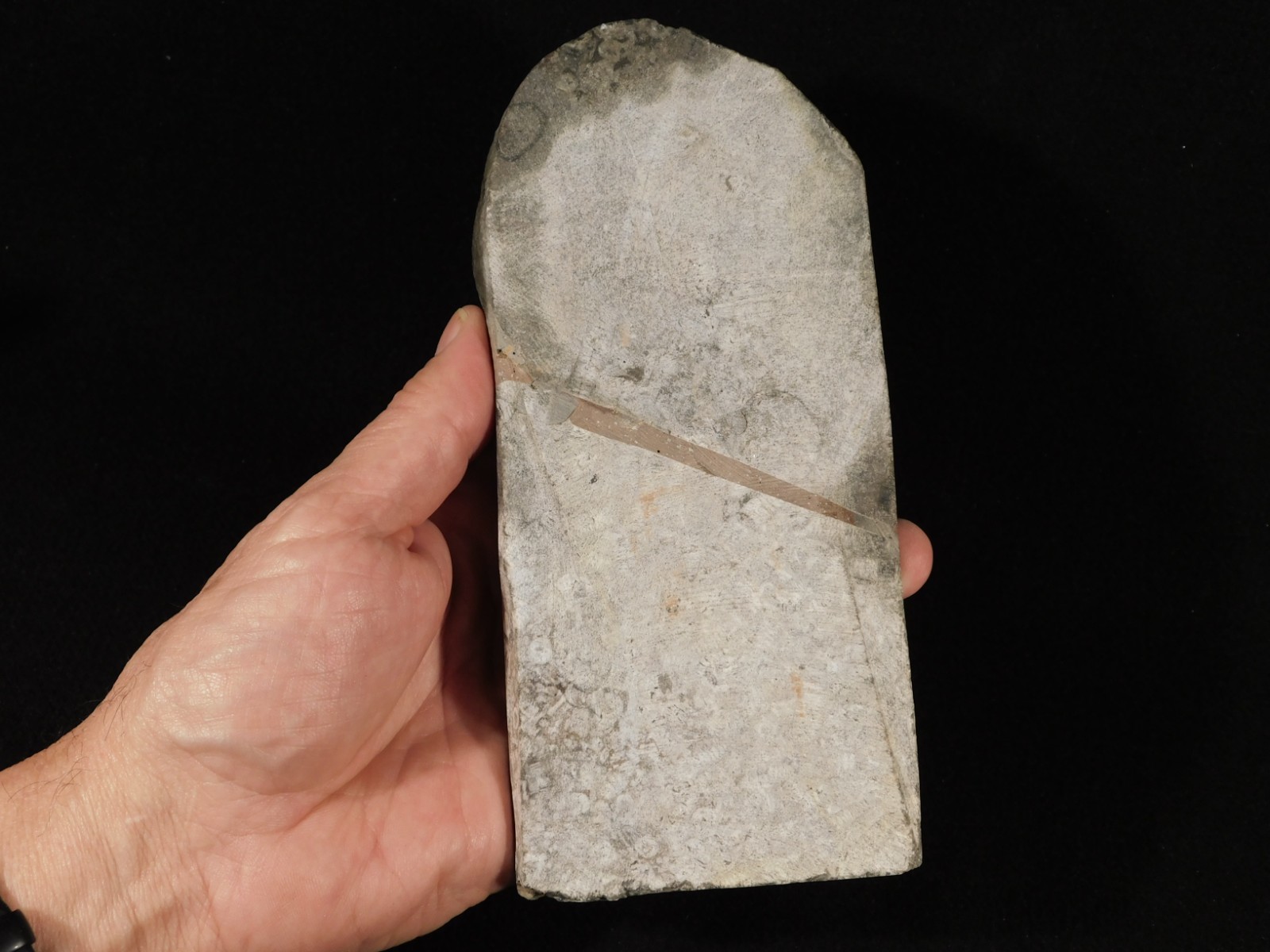 430 Million Year Old! CRINOID Fossil or Sea LILY Fossil Morocco 669gr