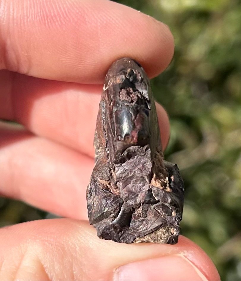Discoclymenia cucullata Fossil Goniatite Morocco Ammonite Devonian Age