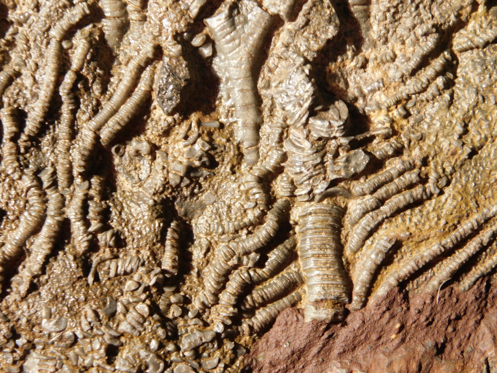 Larger! 430 Million Year Old! CRINOID Fossil or Sea LILY Fossil Morocco 601gr