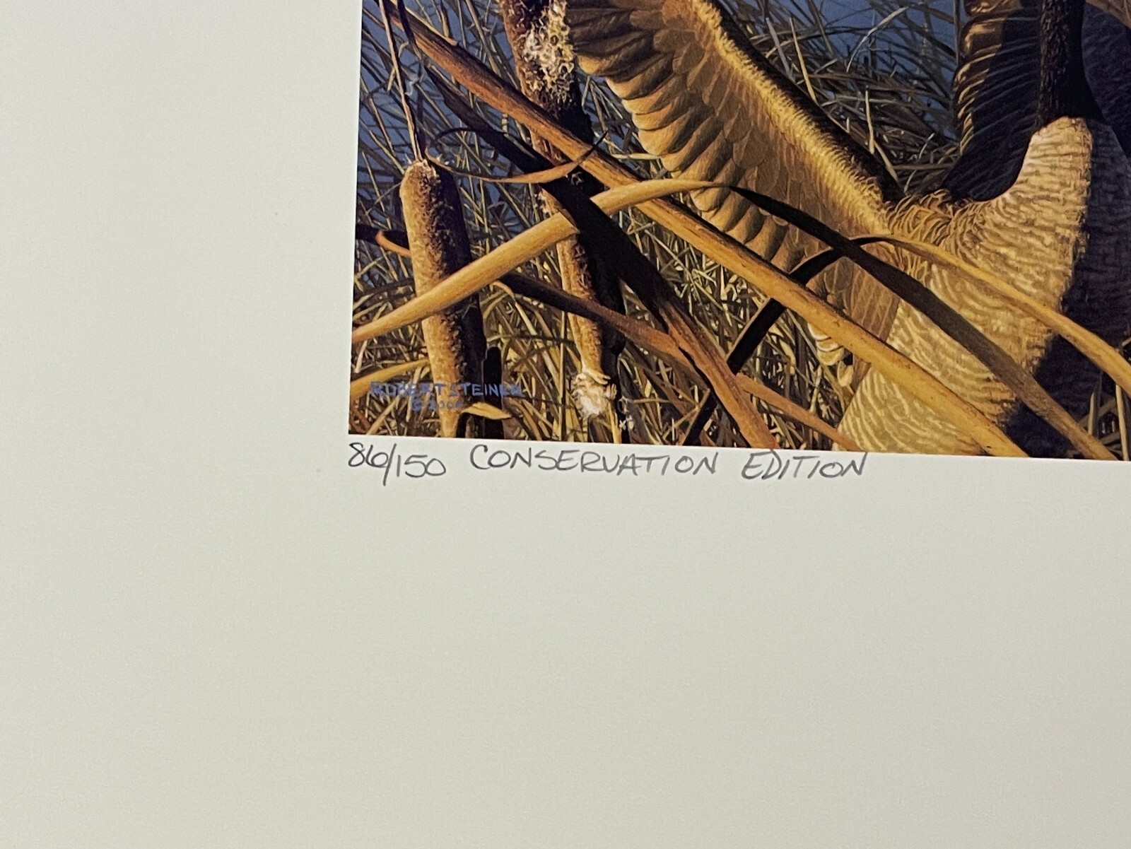 2000 Washington State Duck Stamp Print *ROBERT STEINER* Conservation Ed #86/150