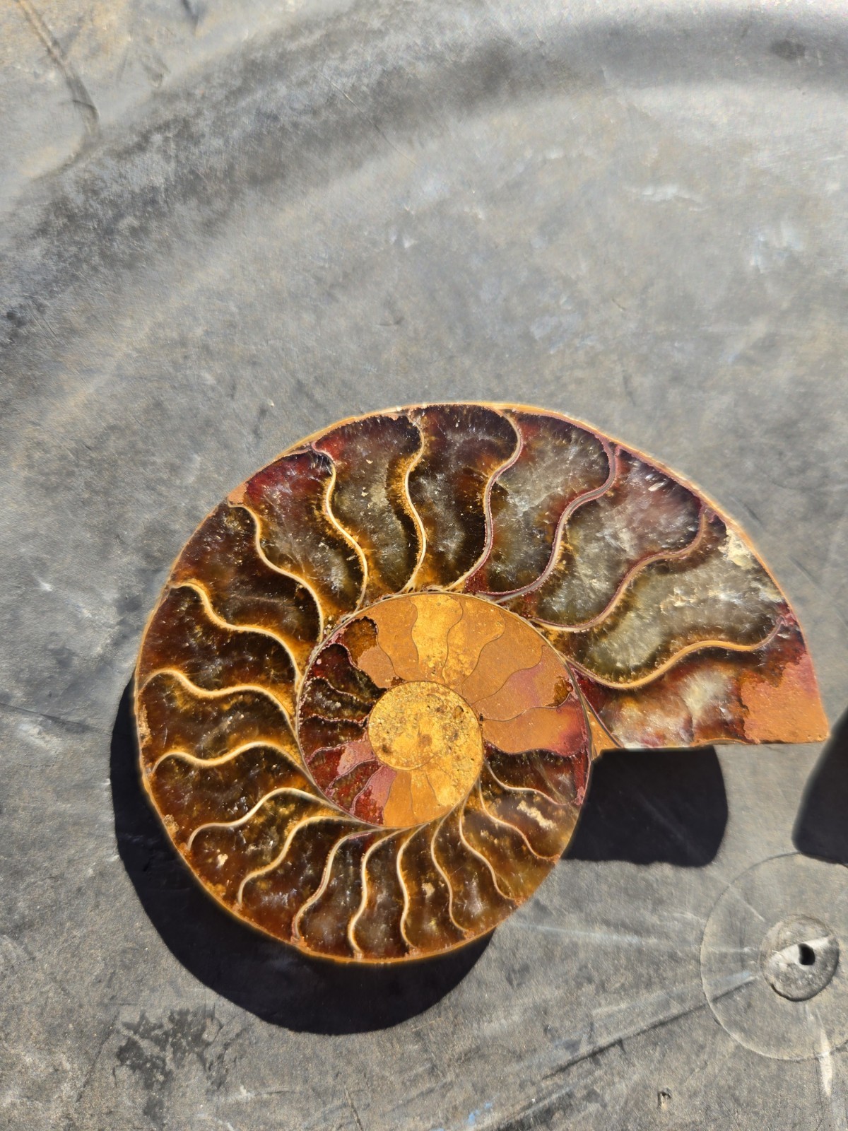 Ammonite Fossil Pair From Madagascar