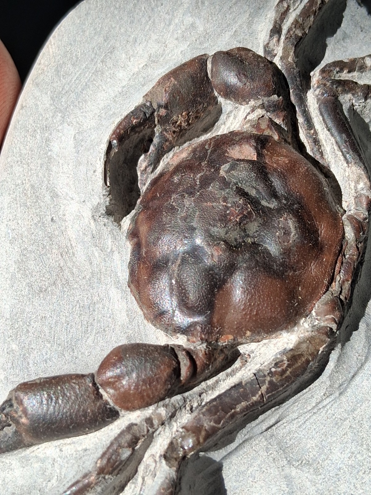 Pulalius Vulgaris Crab Fossil Specimen Washington State