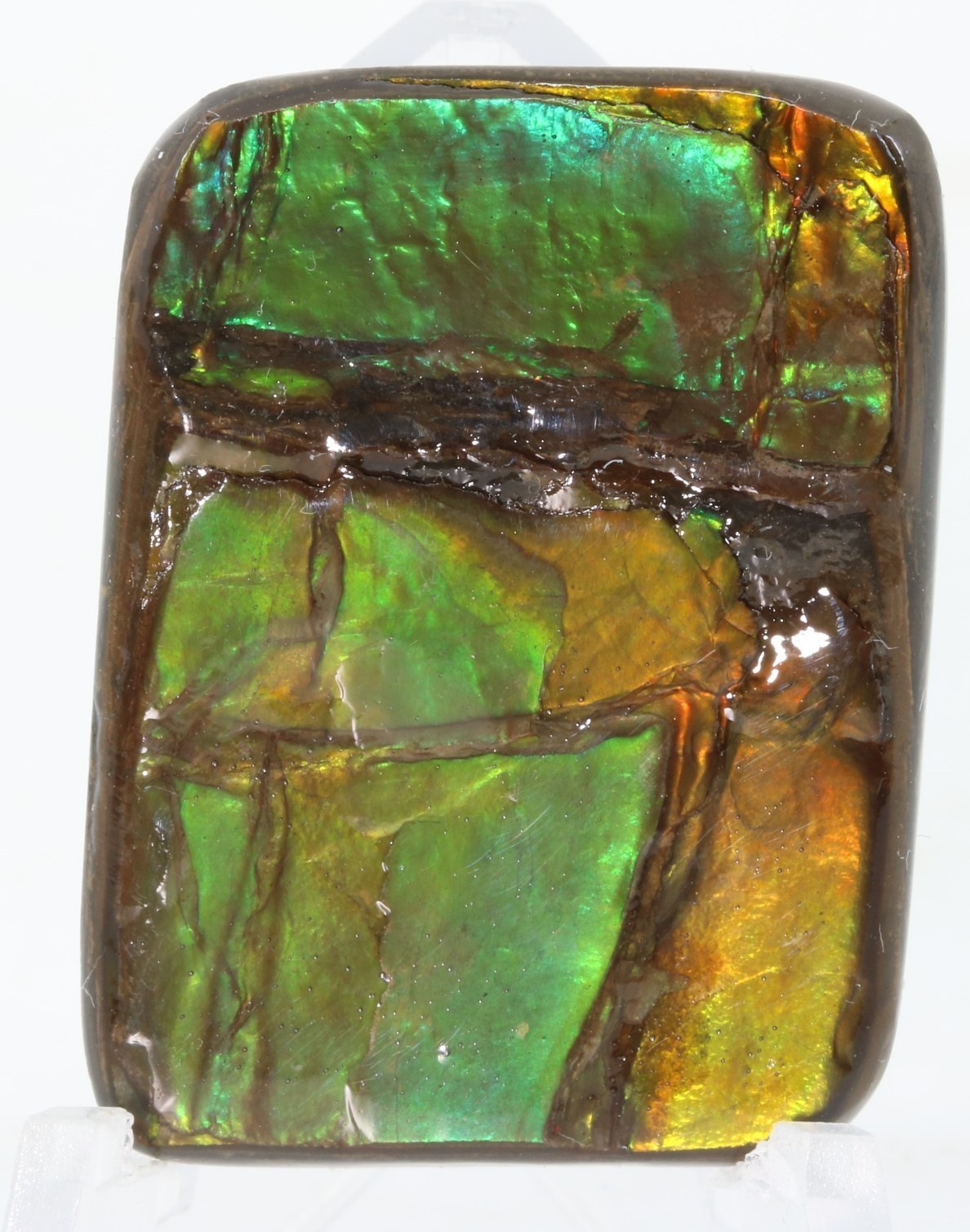 Korite Ammolite Ammonite shell 1.13" x 0.84" Alberta Canada COA 7390