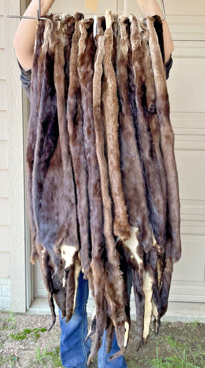 River Otter, Lontra canadensis-Premium Grade