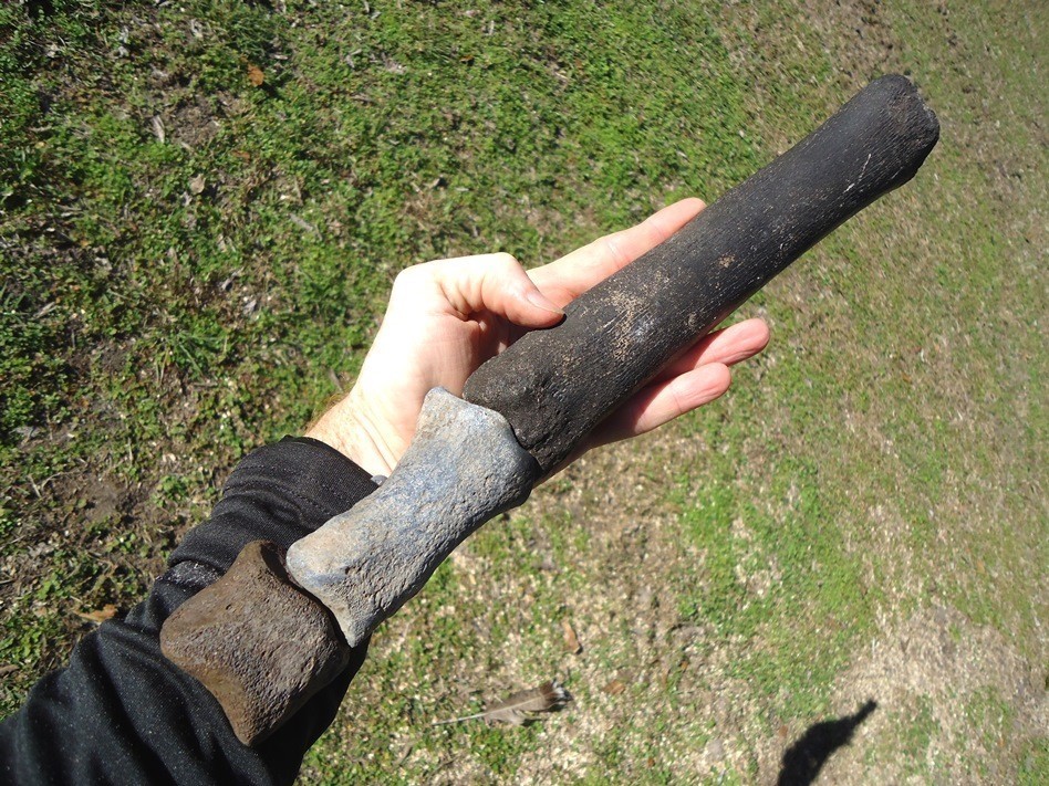 Horse Leg Mount Florida Fossil Ice Age Extinct Equus Hoof Bones Tooth