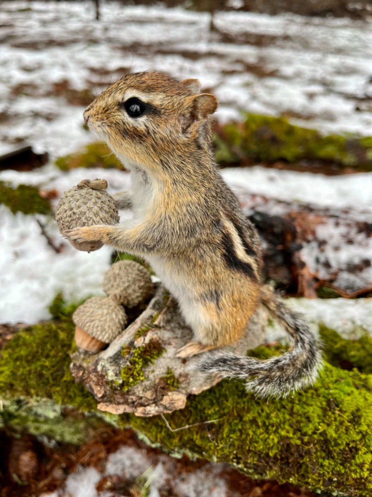 Chipmunk Taxidermy, Eastern Chipmunk Mount, Squirrel Taxidermy, Nature,Gift! NEW