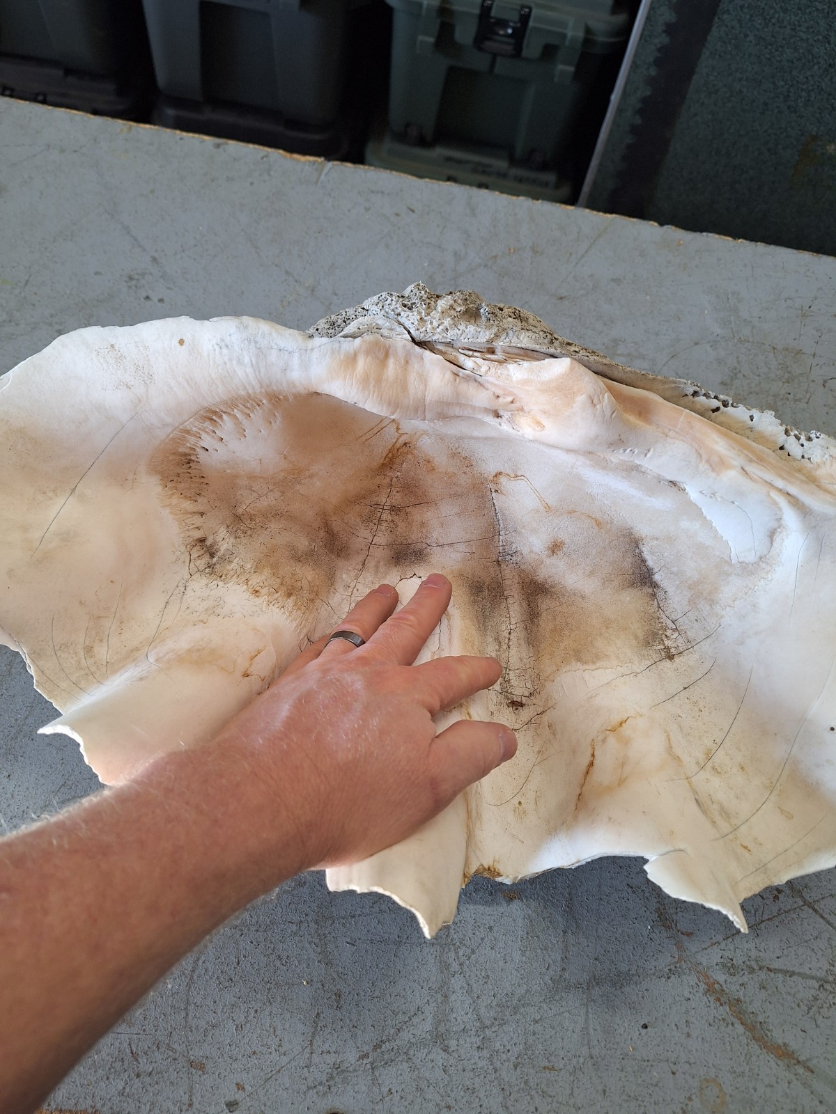 Giant Natural Clam Shell 23 Lbs 19-1/2” Wide Authentic Shell