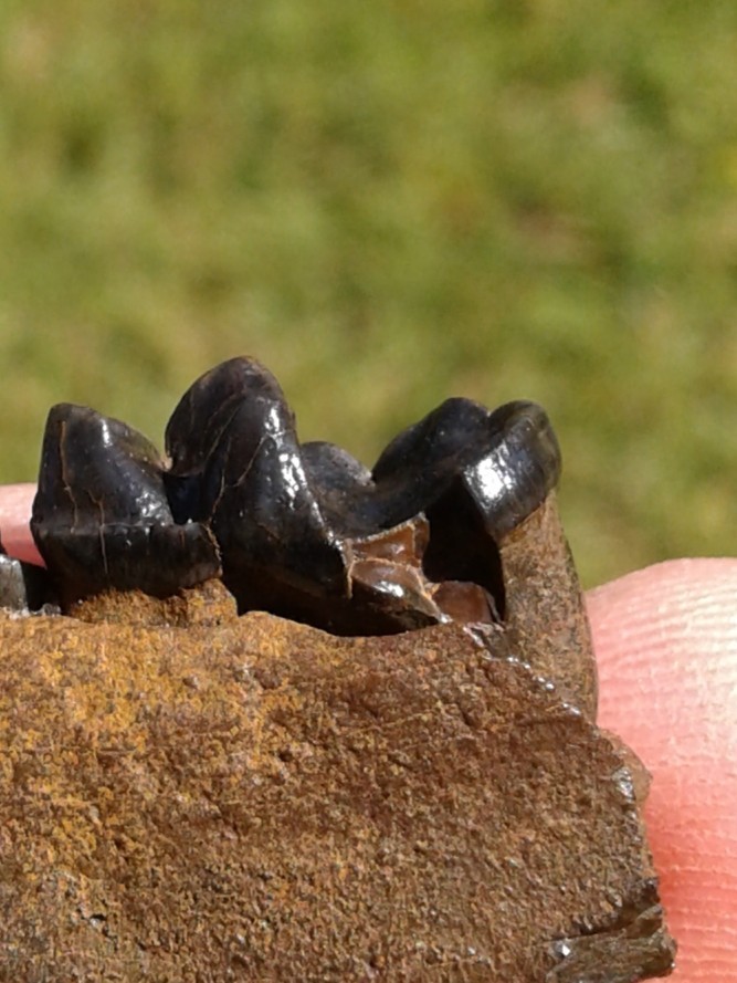 Bargain 3 Jaws Raccoon And River Otter Florida Ice Age Fossil Mammal Teeth