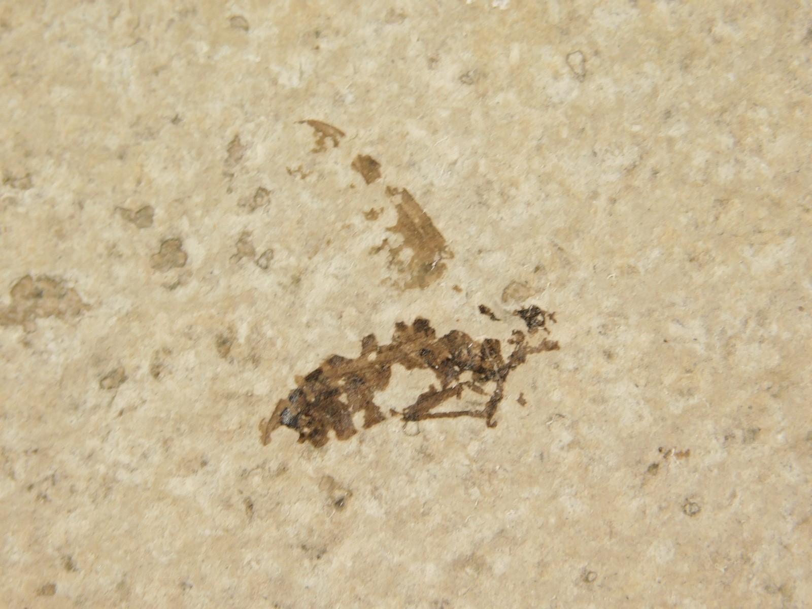 Winged INSECT FOSSIL 100% Natural From Fossil LAKE Wyoming 3.33