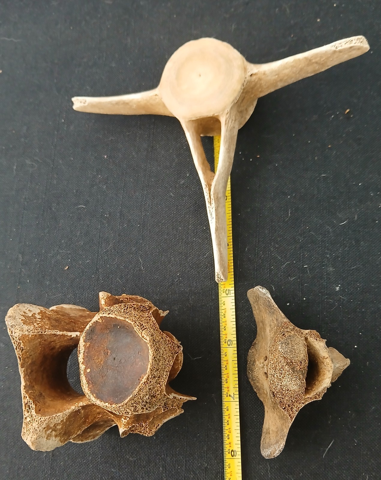 Three vertebrae fossil pieces (whale?) - five inches - Louisiana FREE SHIPPING