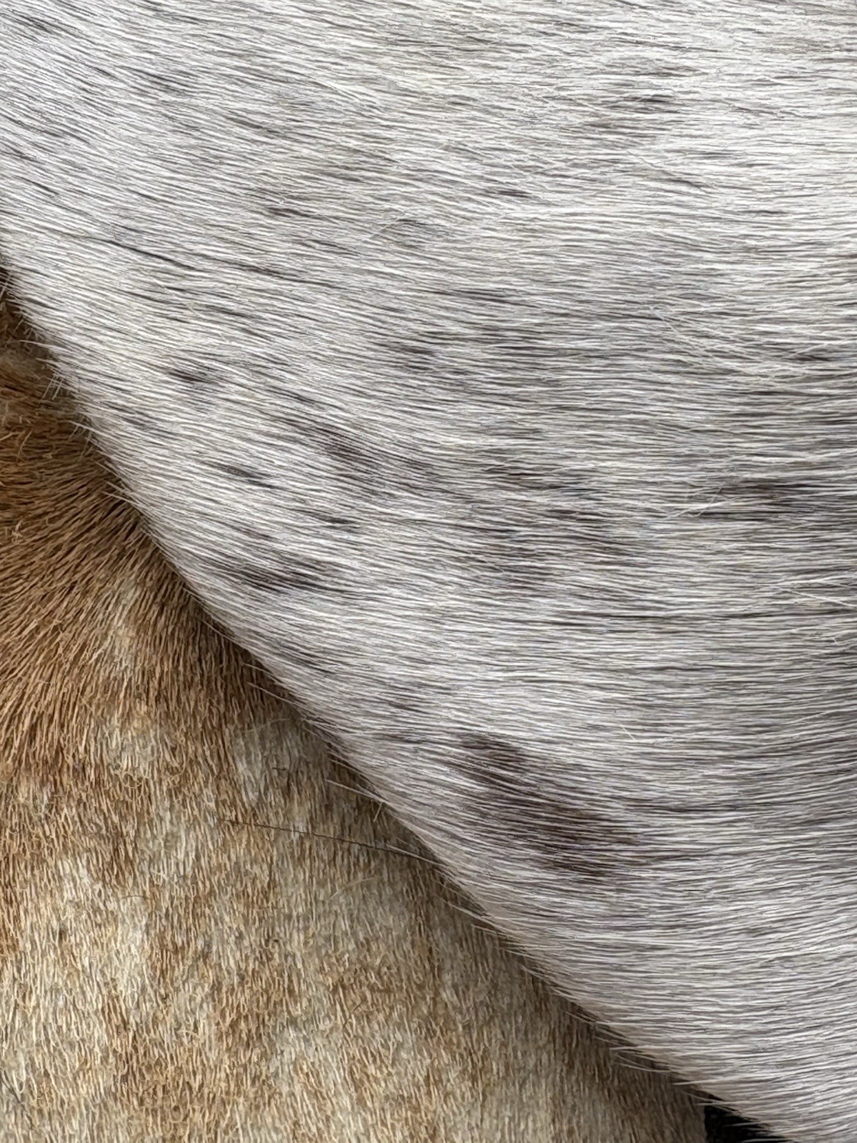 Western Genuine Hair On Cowhide Western Saddle Pouch Trail Riding Tack