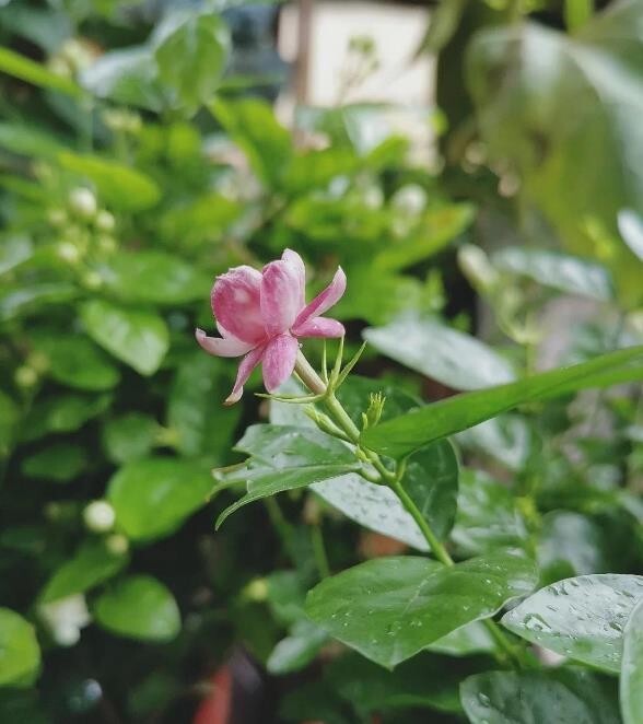 Jasmine Fragrant flower seeds 12 seeds potted