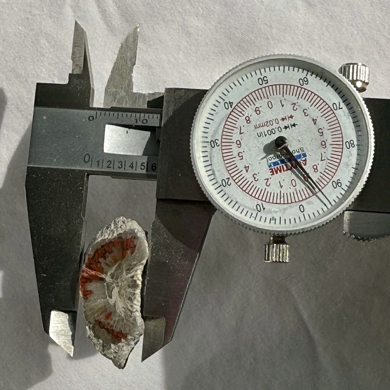 ~28 grs Polished Red Horn Coral Riley's Canyon, Utah Fossil Rugosa / display cab