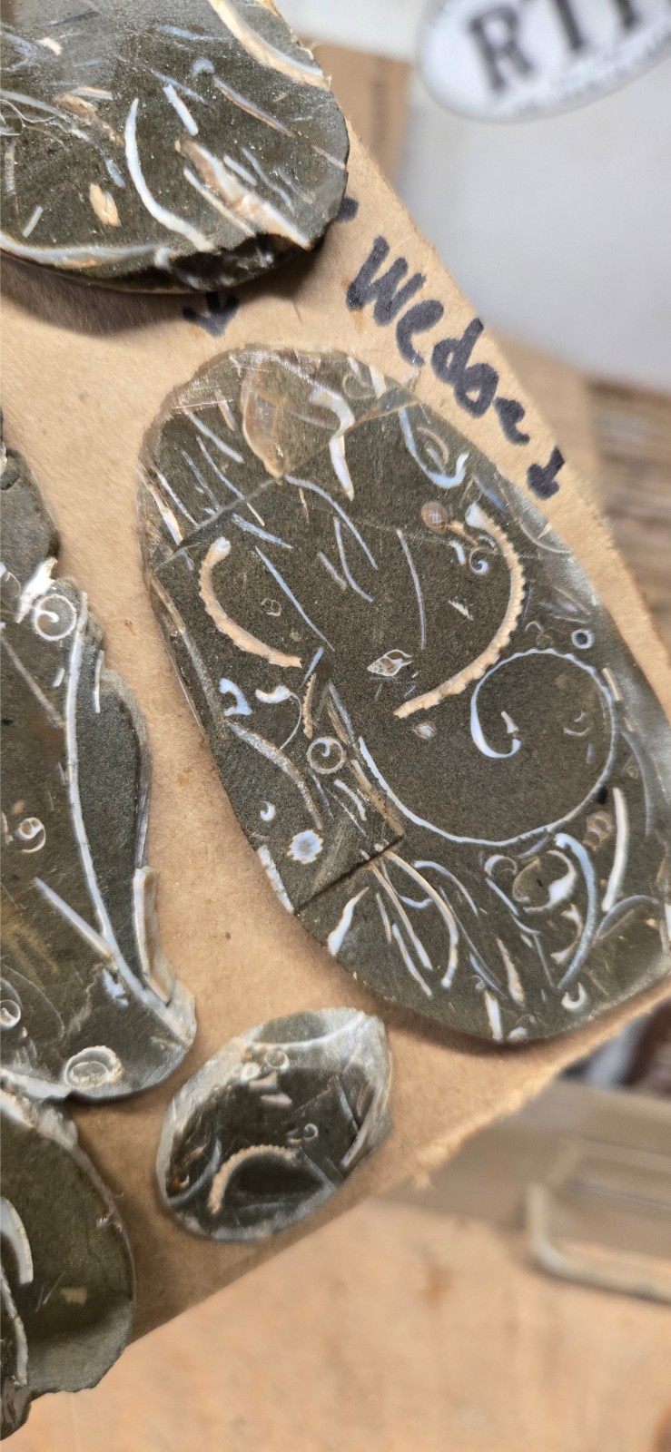 Purisma Formation Fossil Limestone, Cabochon Slabs Preforms 13 Pcs, Flat 135