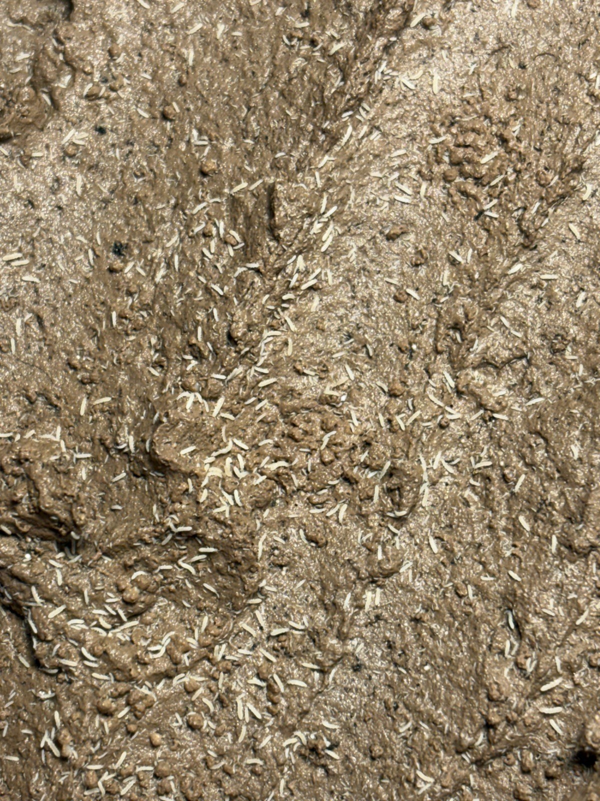 Springtails for Terrarium / 8oz | FREE SHIPPING LIVE ARRIVAL GUARANTEED