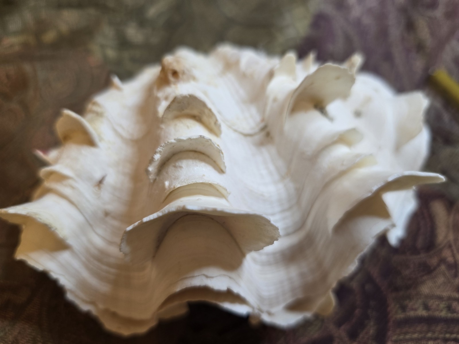 giant tridacna squamosa matched pair Clam Shells Seashells Ruffles 7"