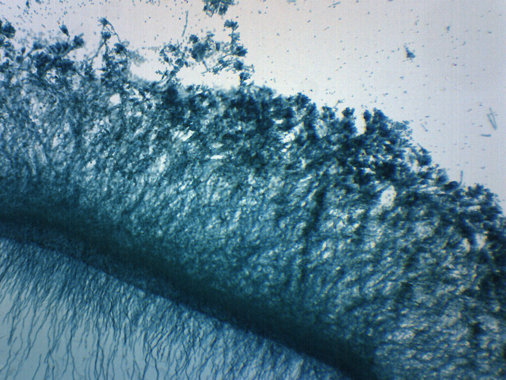 Penicillium - Prepared Microscope Slide - 75x25mm - Eisco Labs