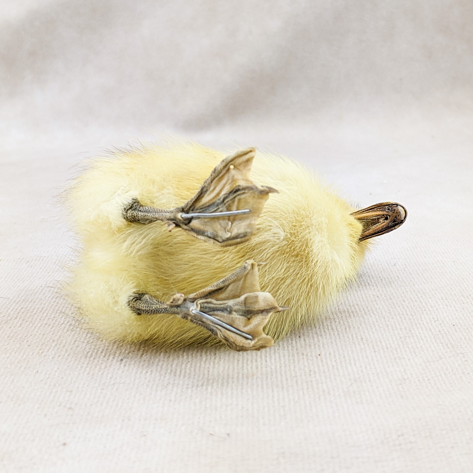 Domestic Duck Duckling taxidermy Collectible Species: A Platyrhynchos domesticus