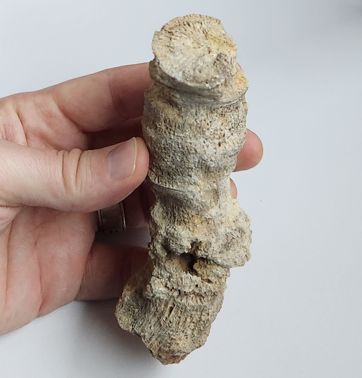 5" 216g Fossil Horned Coral Central Texas Pennsylvanian Display Specimen