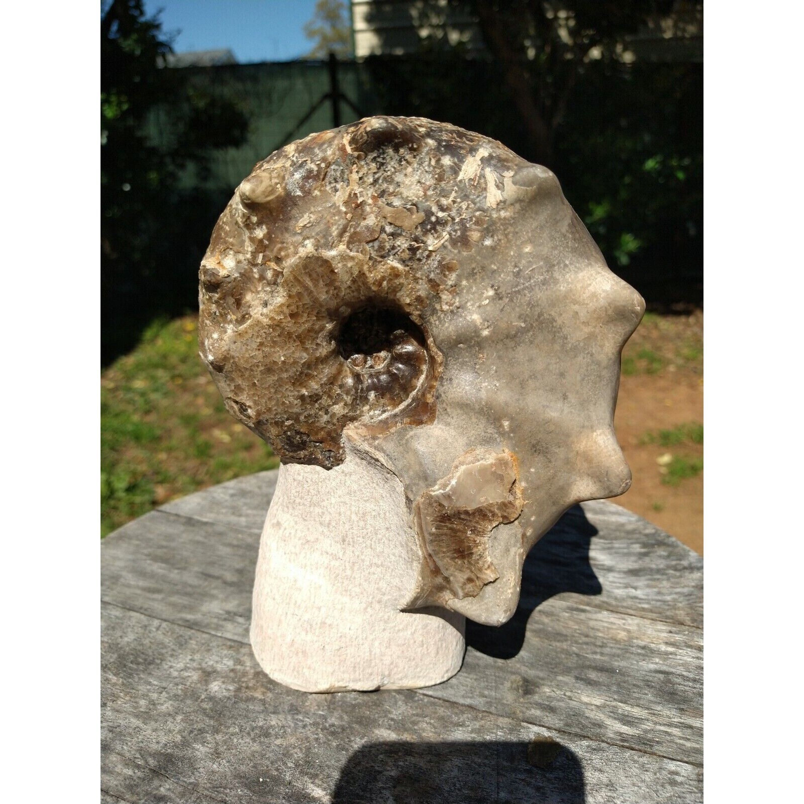 Mammites Nodosoides Ammonite Species.