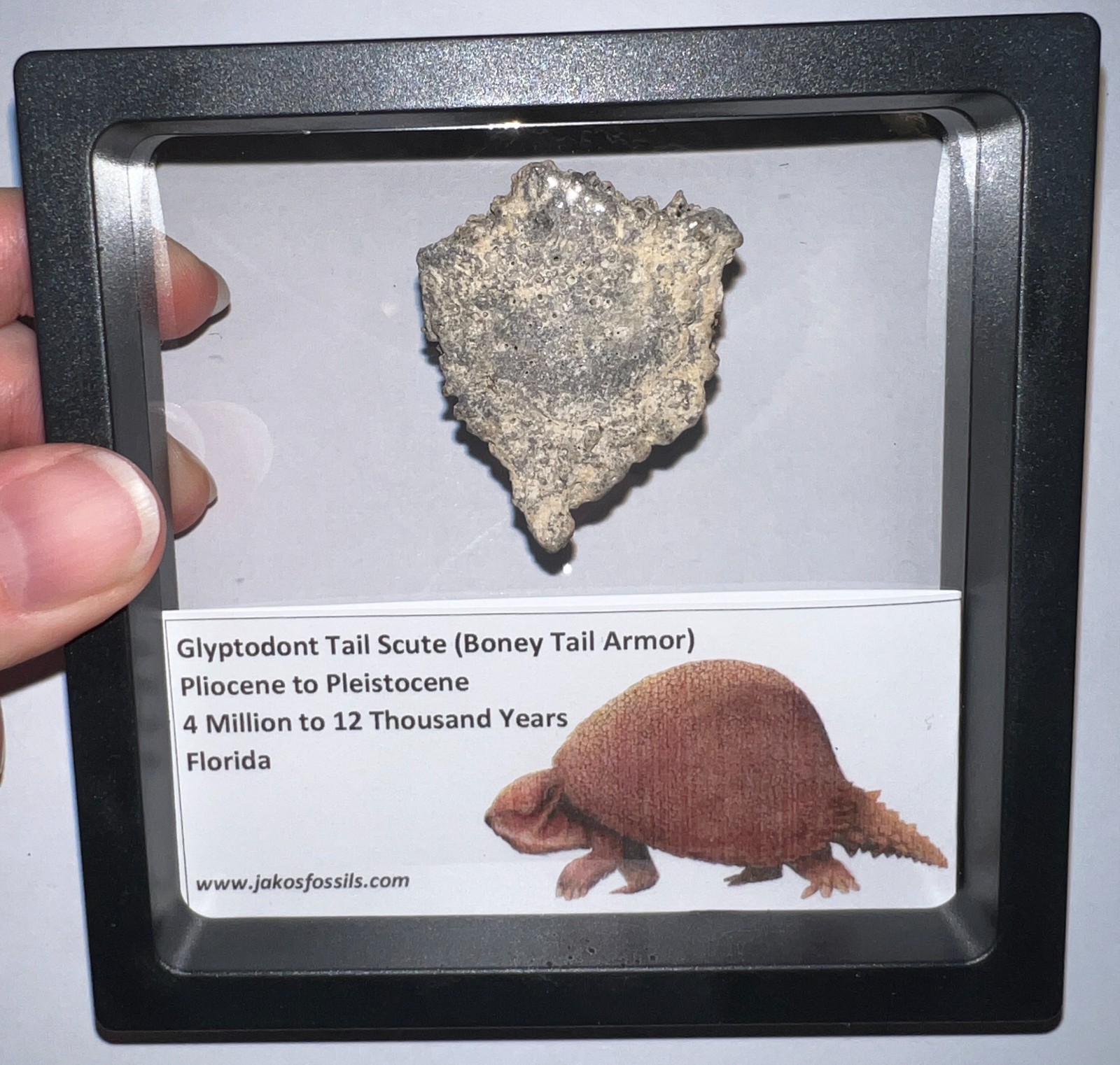 Framed RARE Ice Age Fossil GLYPTODONT Tail Scute Bone Armor Lot! ONE PER ORDER!