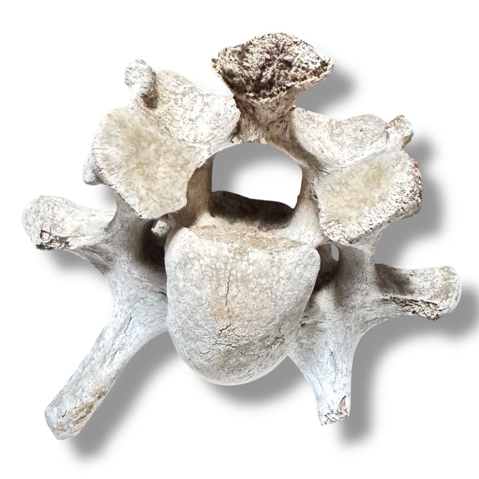 Bison Cervical Vertebra Natural Bone Paperweight Western Decoration No Fossil