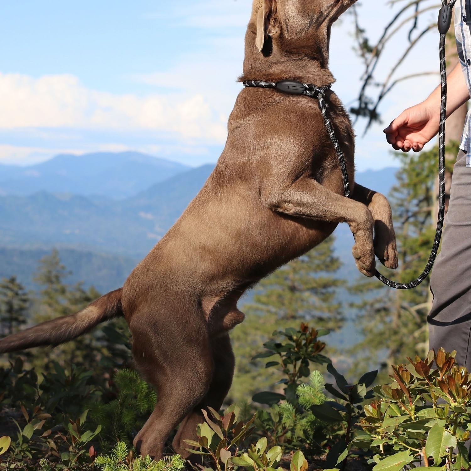 Dog Training Slip Leash, No Pull, Durable Reflective Lead, Puppy Heavy Duty Loop