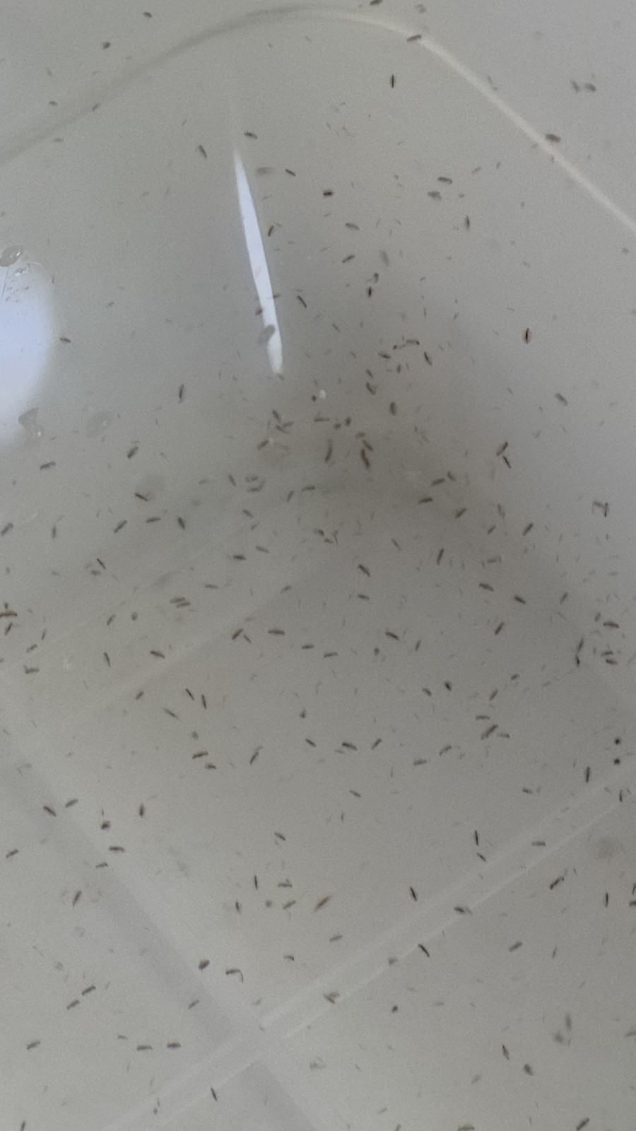 1000 #LIVE MOINA + DAPHNIA + FREE + 2gr food Starter Culture + Free SHIPPING