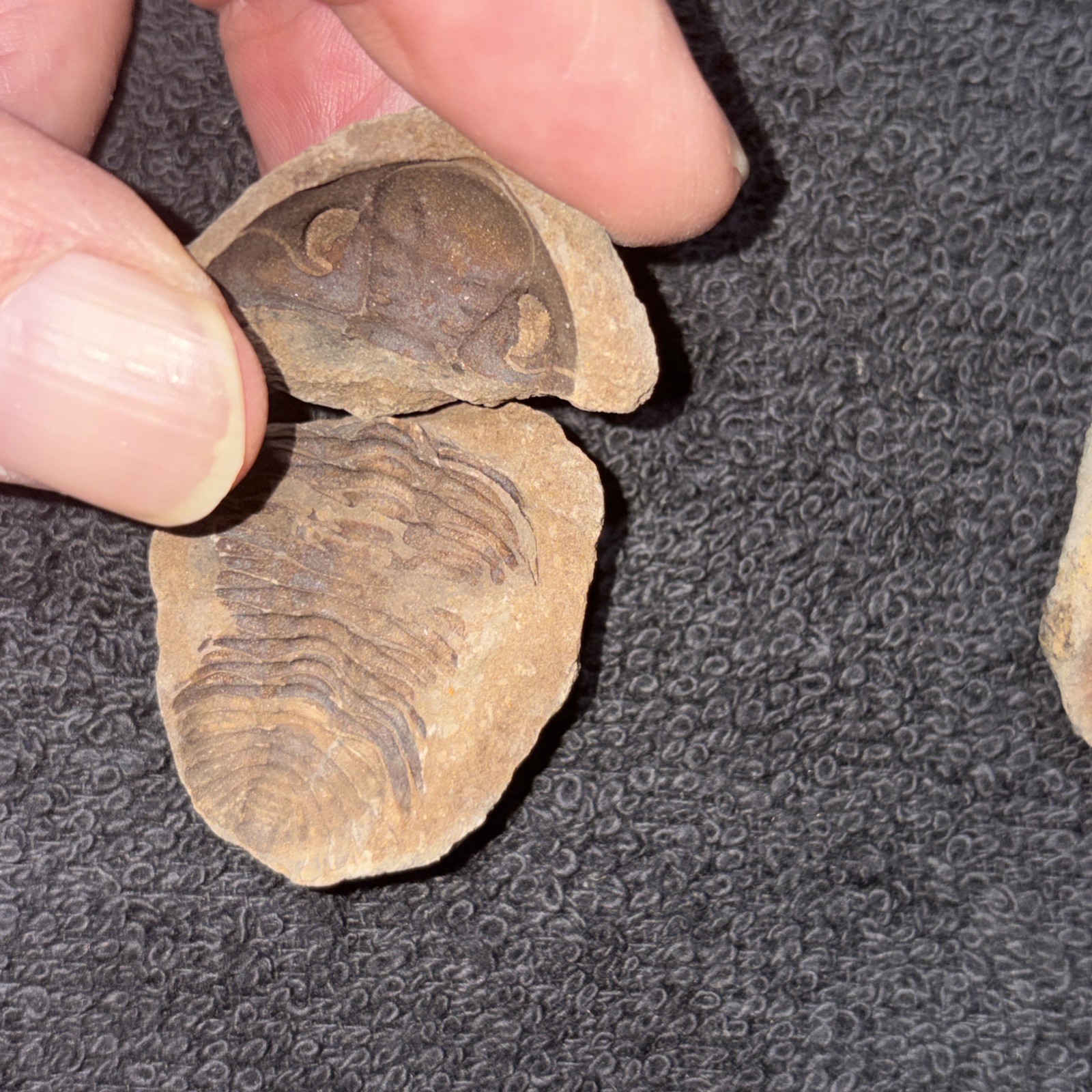 Fossil Trilobite Eldridgeia Venustus Devonian Bolivia POS & Neg (2 Pieces)