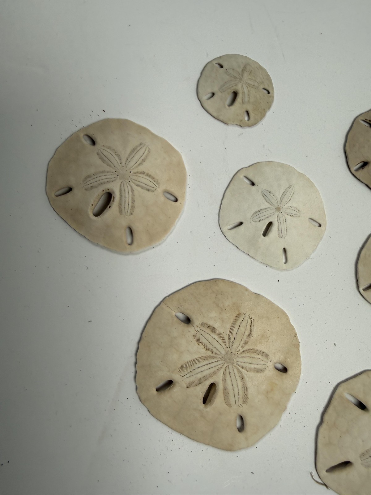 Sand Dollar Shells Lot Of 10 Natural White Beige Beach Decor Small
