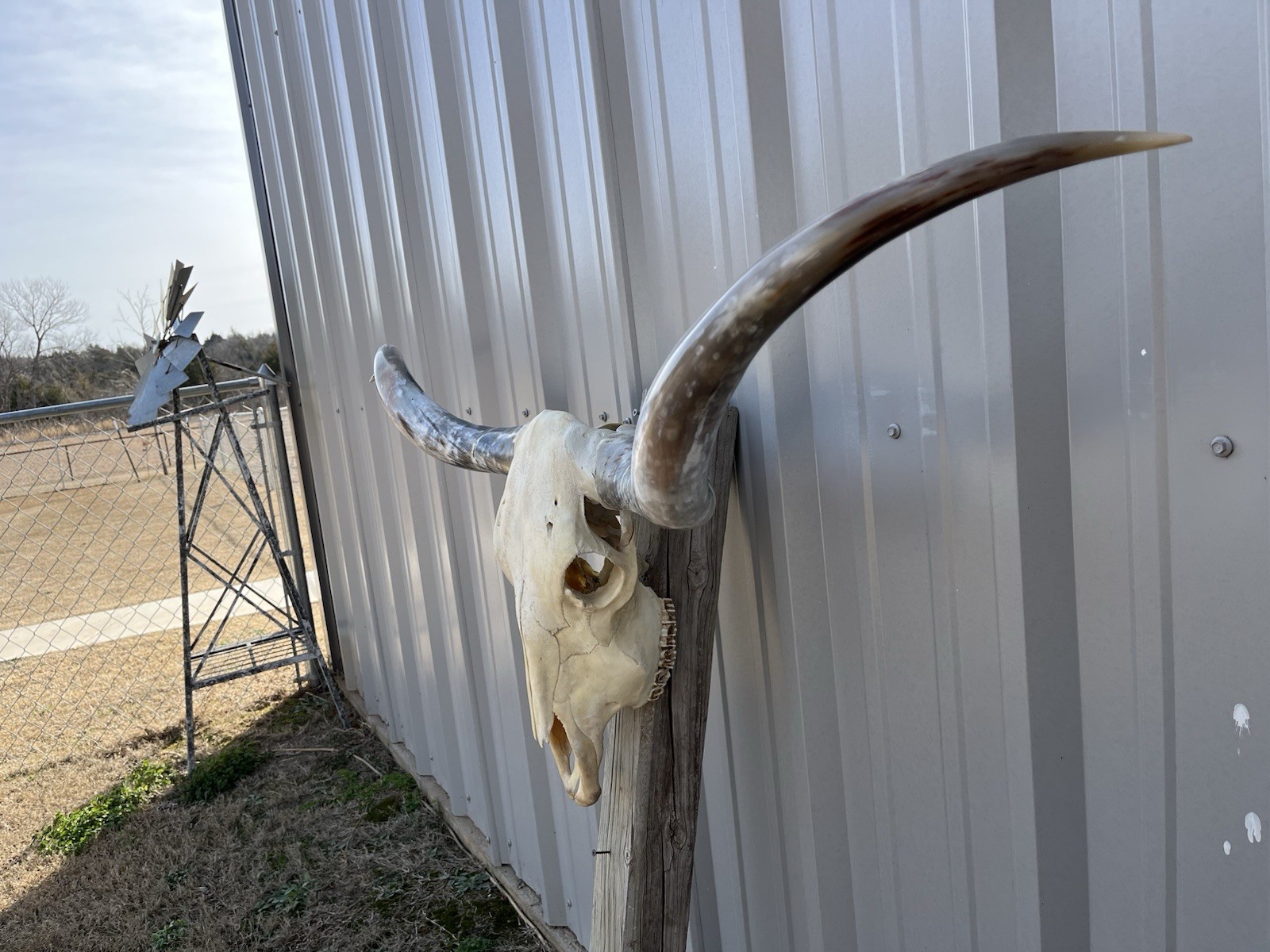 Longhorn STEER SKULL 4 Feet 9 Inch WIDE Horns BULL HORN MOUNTED COW HEAD