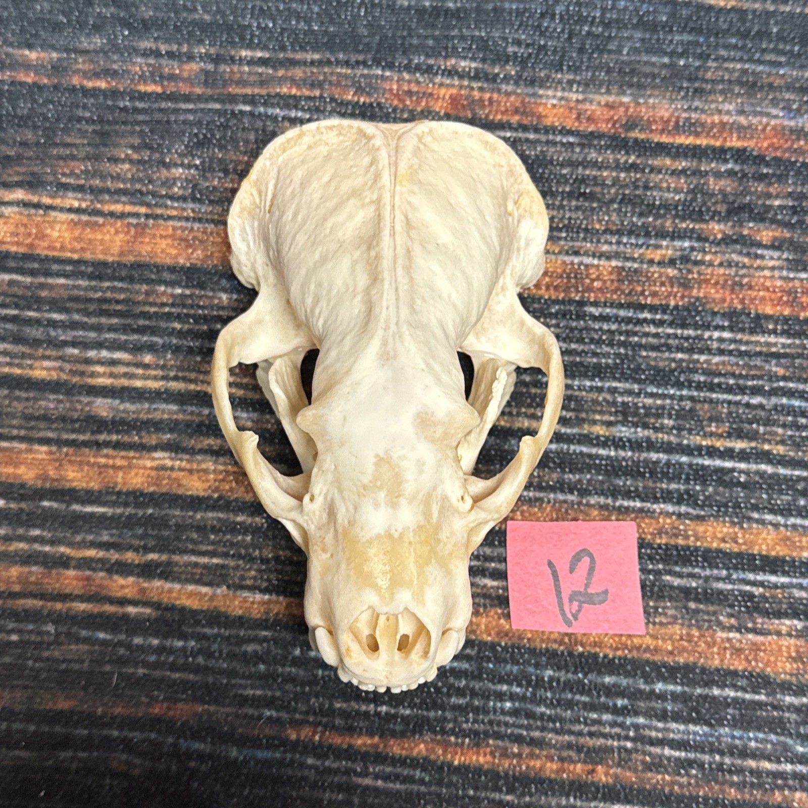 Real XL Badger Skull Unique Gift Halloween Craft Animal Mount Art Model Head Odd