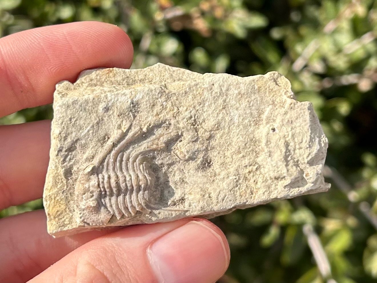 NICE Oklahoma Fossil Trilobite Kettneraspis williamsi Devonian Age Bug in Matrix