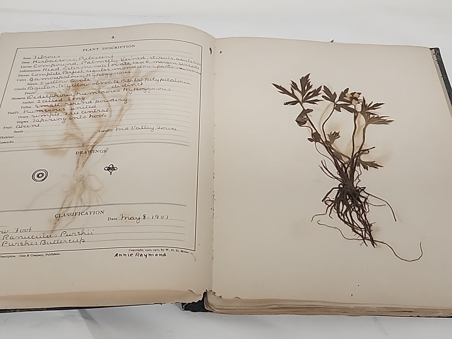 Antique HERBARIUM AND PLANT DESCRIPTIONS Meier Ginn And Company Complete 1907