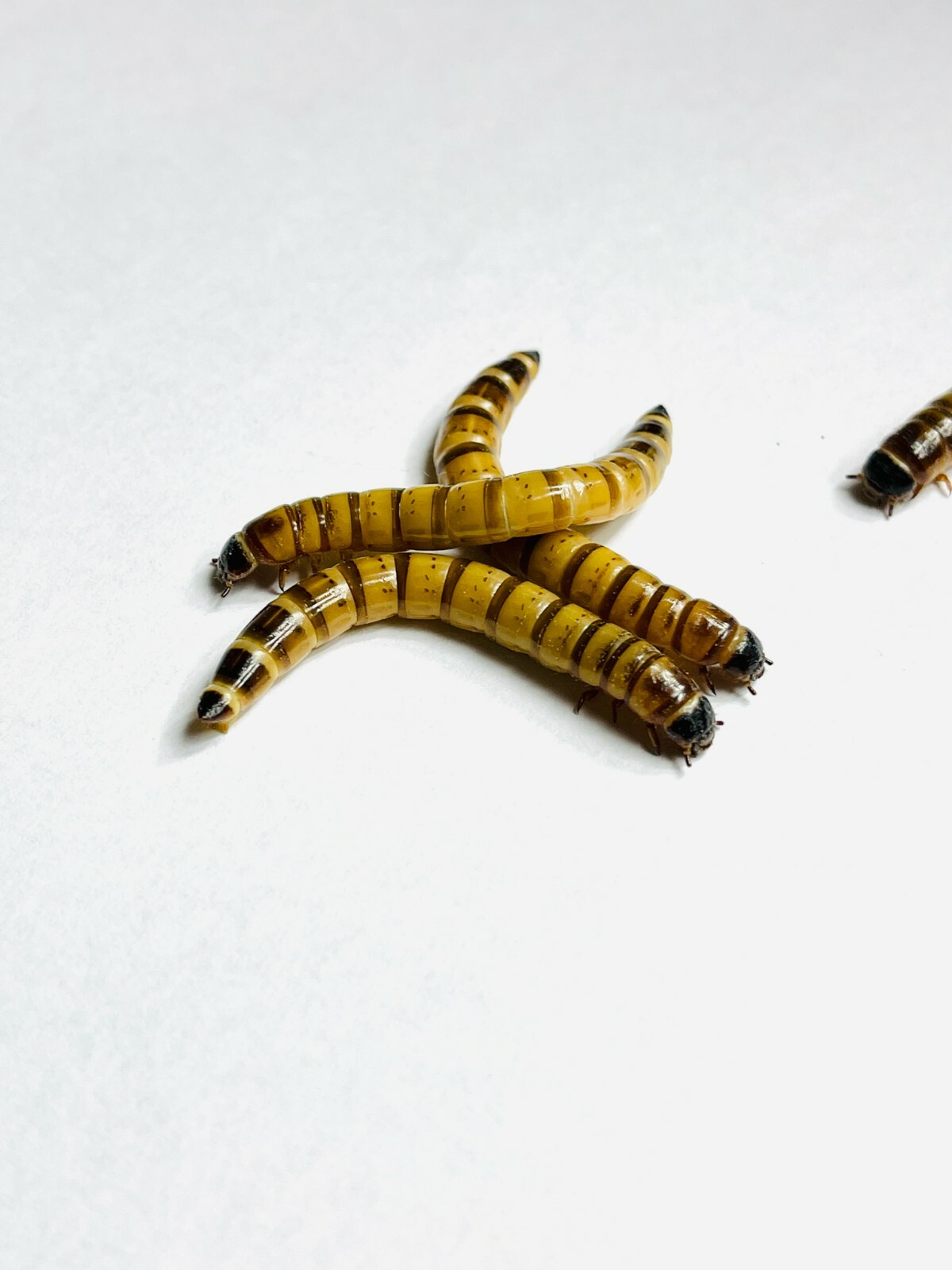 Live Superworms - 50-1000 counts - 4 different sizes - First Class/Priority Mai