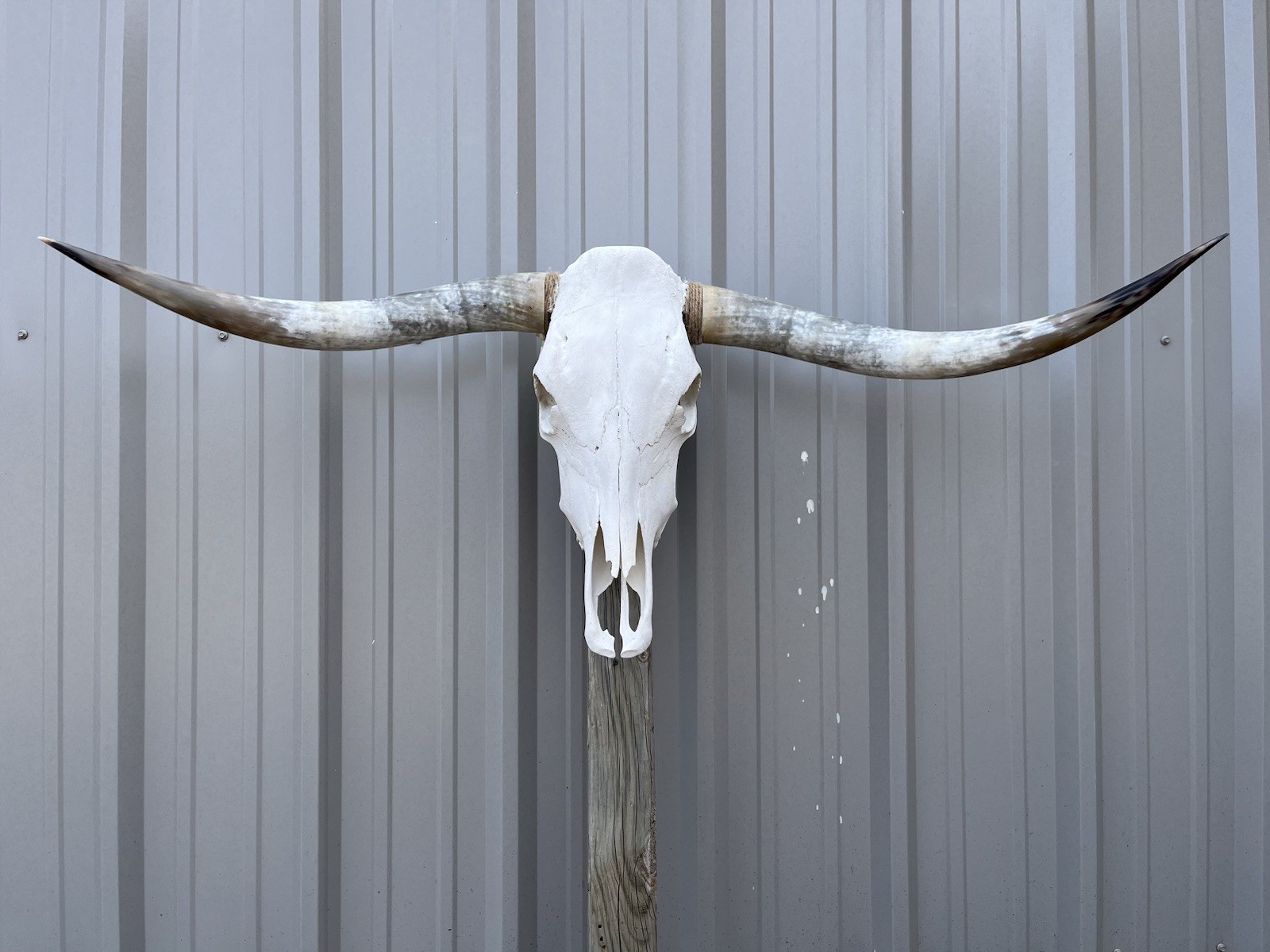 Longhorn STEER SKULL 4 Feet 6 1/2 Inches WIDE Horns BULL HORN MOUNTED COW HEAD