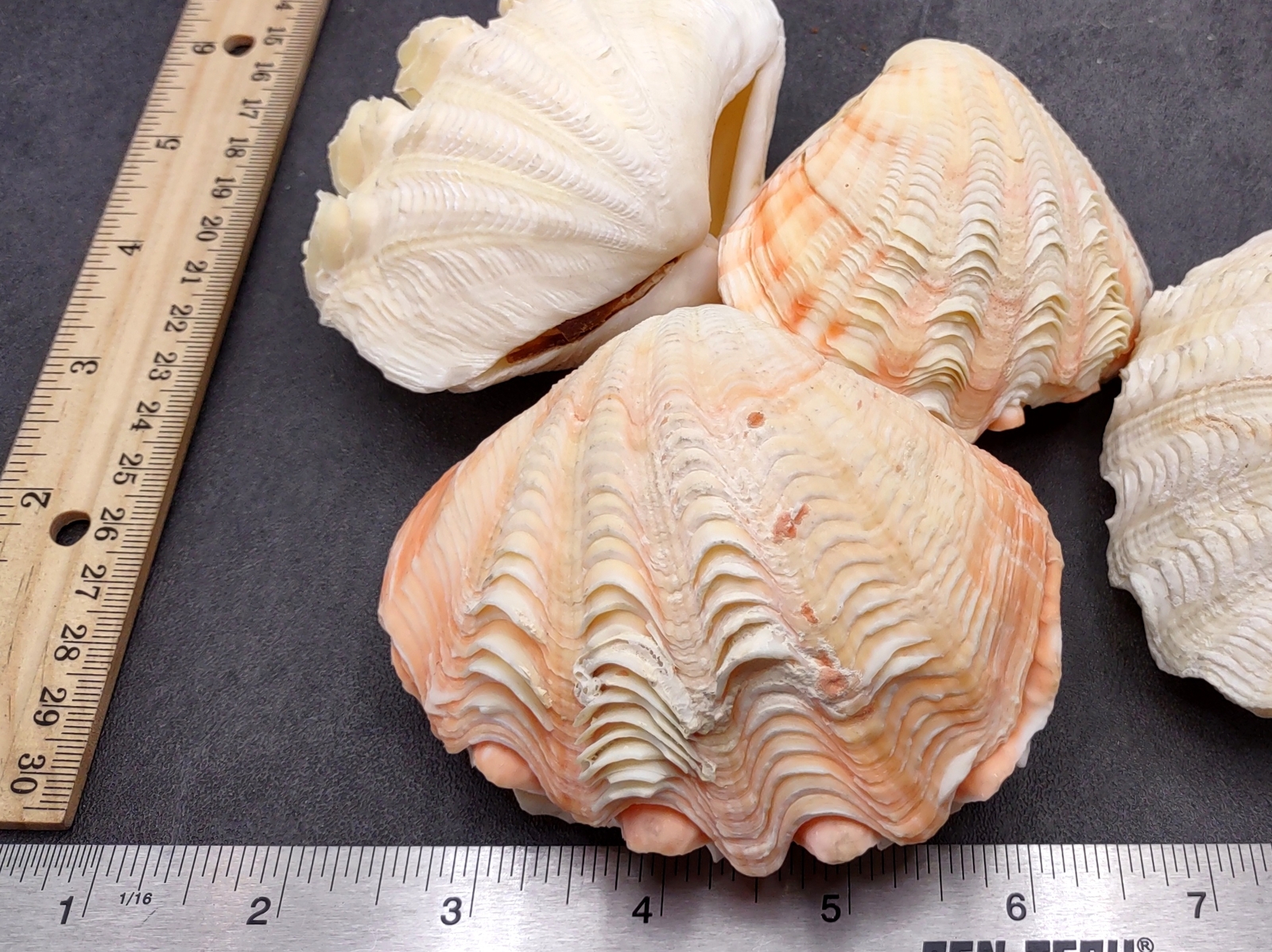 Derasa Clam Seashell White Tridacna Derasa (1 shell approx. 3+ inches)
