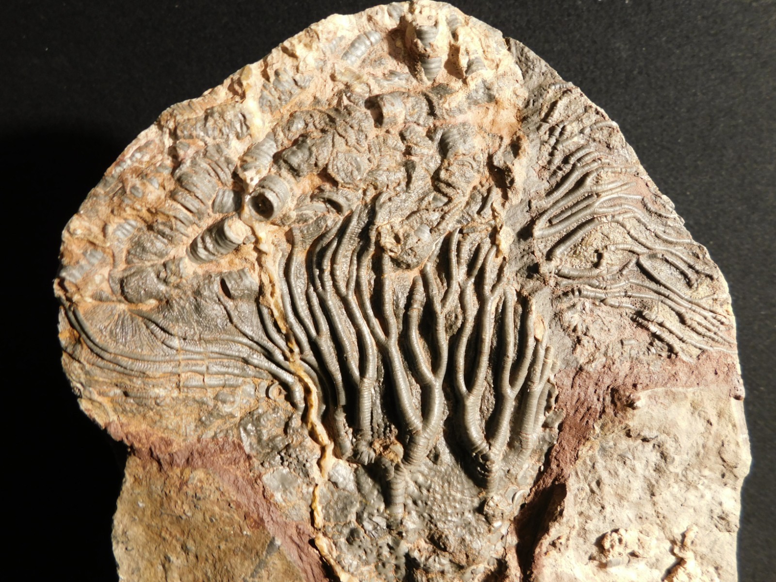 wOw! BIG! 430 Million Year Old! CRINOID Fossil or Sea LILY Fossil Morocco 1144gr