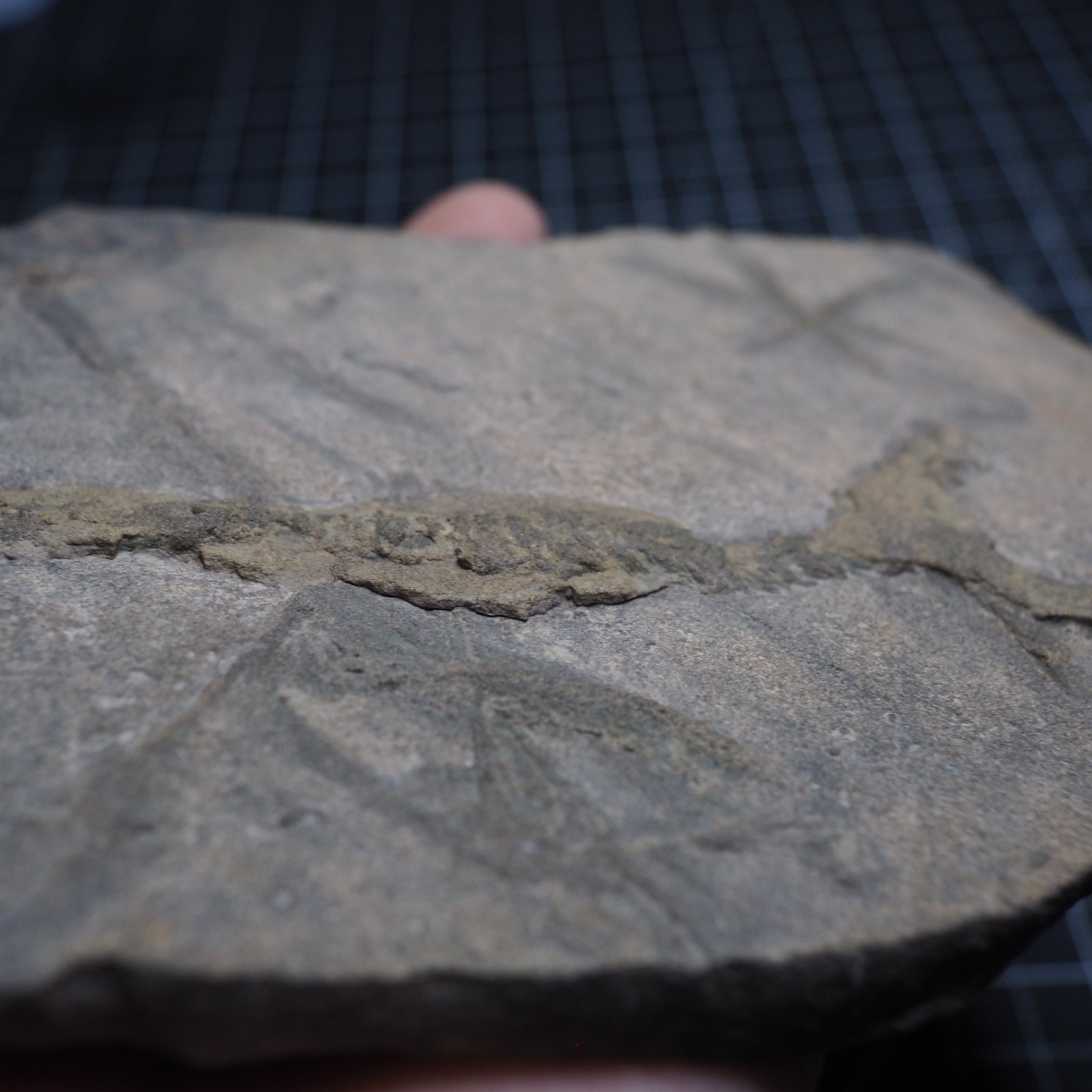 Trilobite Trace Fossil Cruziana Feeding Track Ordovician Morocco Star Trace