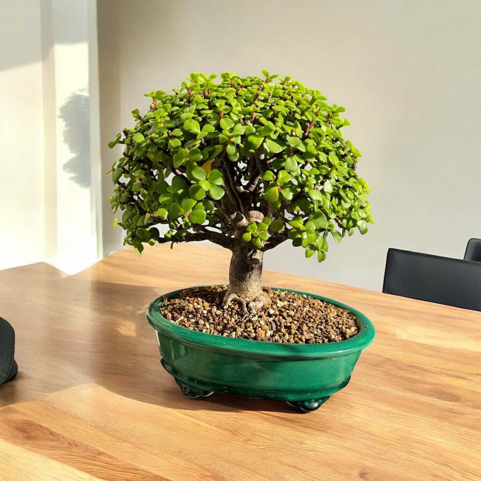 Bonsai Soil Premium Japanese Blend