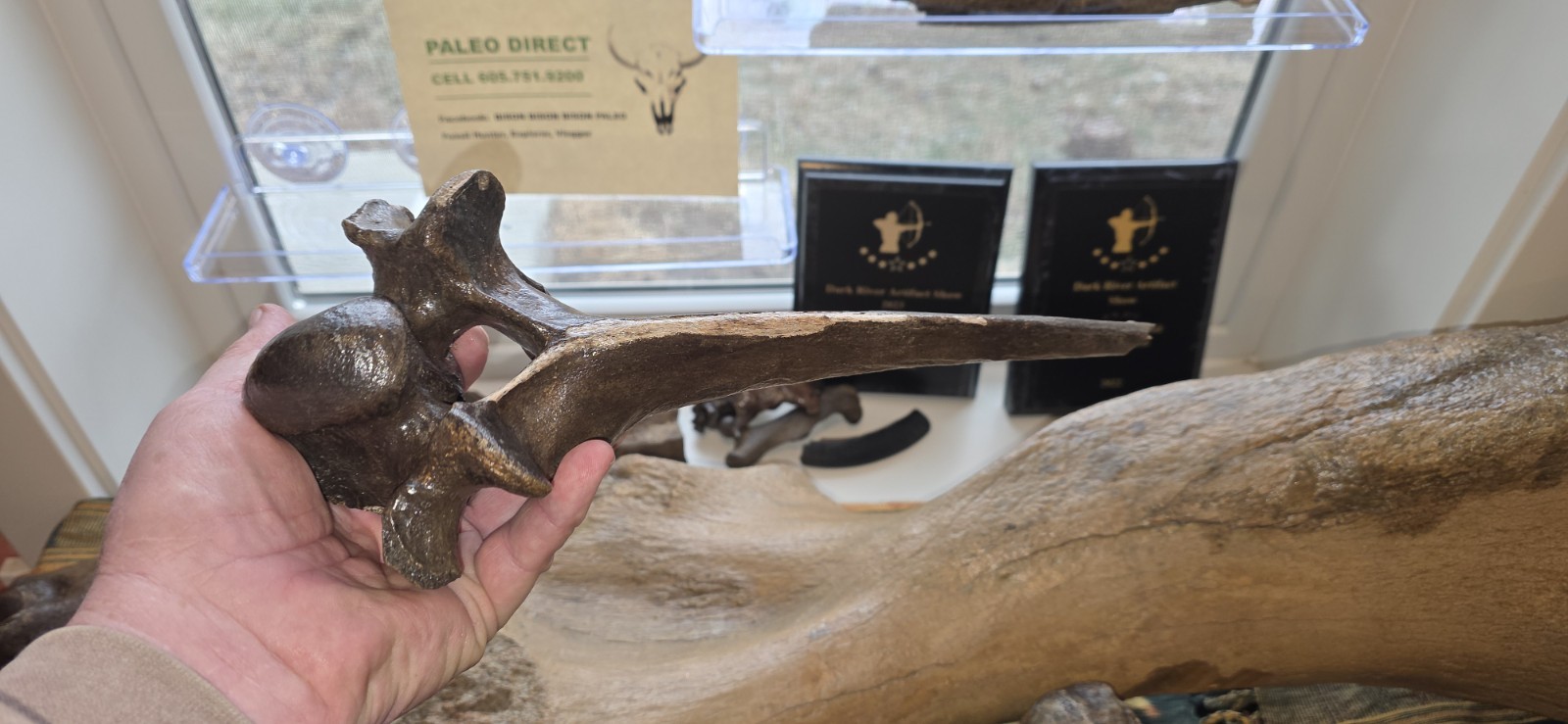 Huge Bison Bison Radius Ulna & Thoracic Vertebra