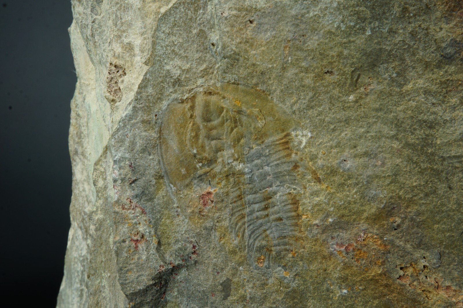 Trilobite/Olenellus Clarki/Latham Formation California/Cambrian Fossil
