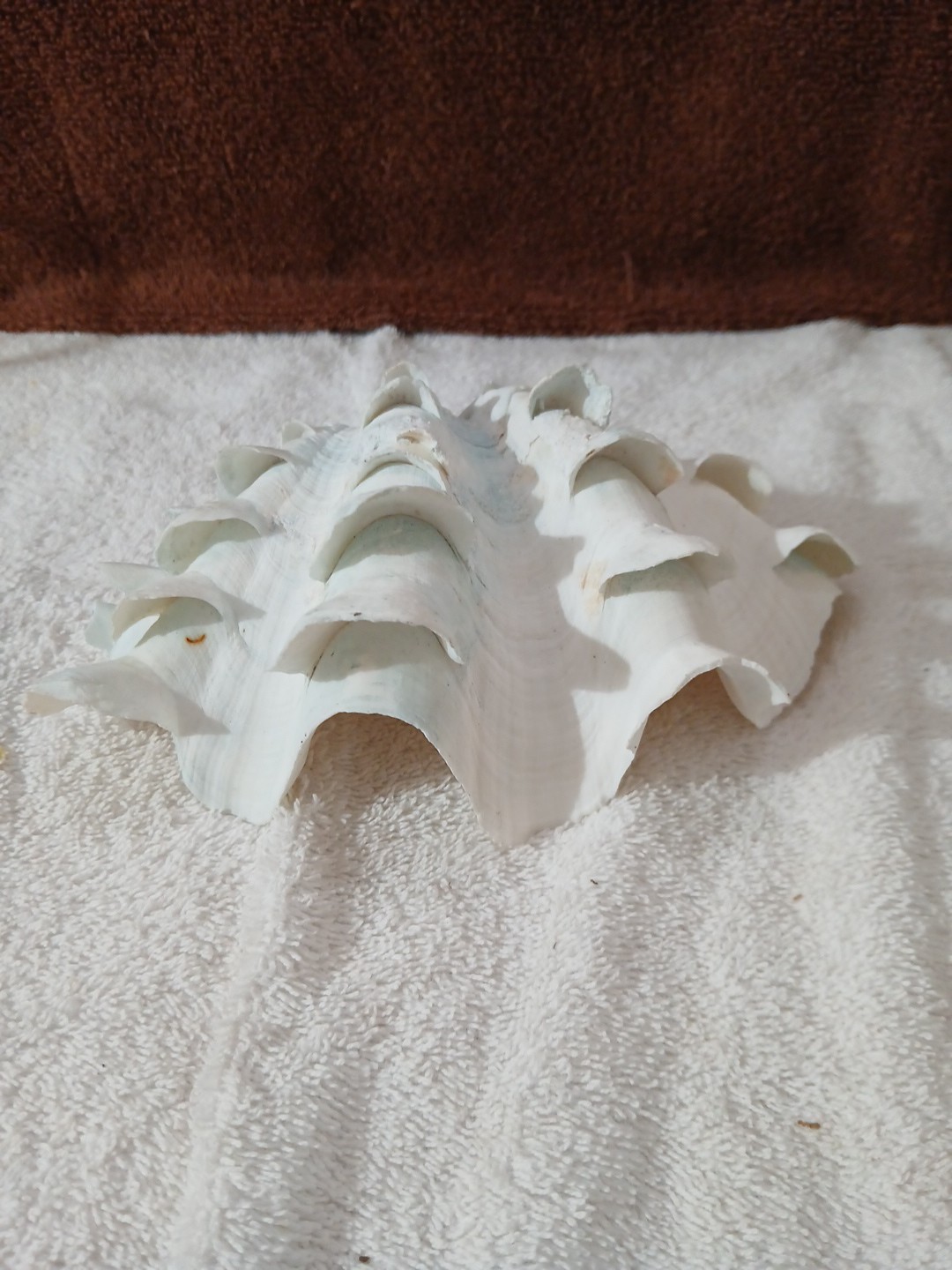 LARGE NATURAL REAL HALF CLAM SHELL