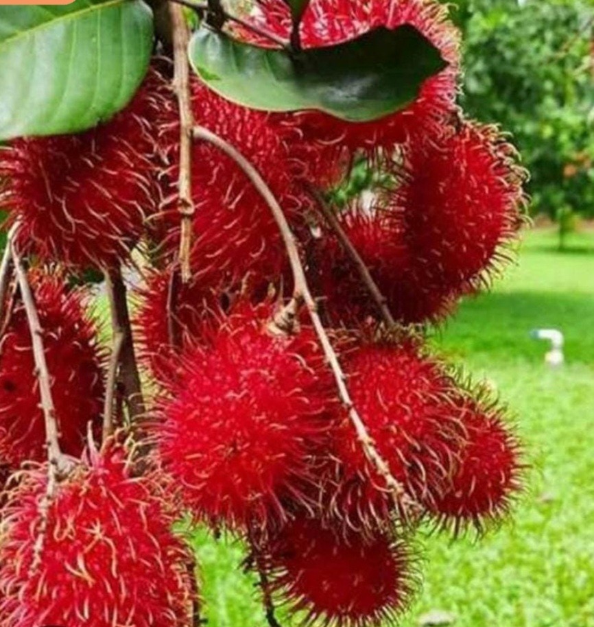 Rambutan Tree Live Tropical Fruit Tree Exotic Lychee-Like Fruit / 1 @ 1.5 feet