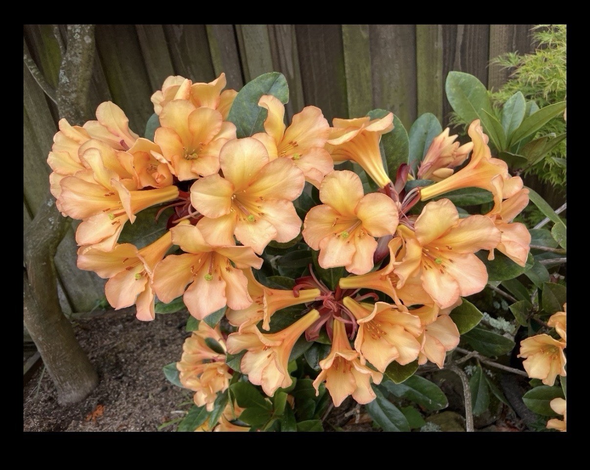 Vireya Rhododendron Harry Wu Amber Pink BS 5.5” Pot Bloom Size
